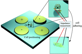Graphical abstract: A microchip integrating cell array positioning with in situ single-cell impedance measurement
