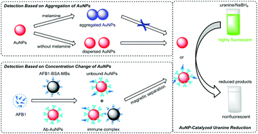 Graphical abstract: Gold nanoparticle-catalyzed uranine reduction for signal amplification in fluorescent assays for melamine and aflatoxin B1