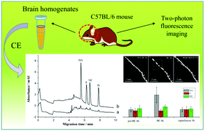Graphical abstract: Detection of biogenic amines in C57BL/6 mice brain by capillary electrophoresis electrokinetic supercharging