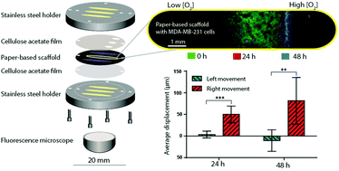Graphical abstract: Real-time imaging of cancer cell chemotaxis in paper-based scaffolds