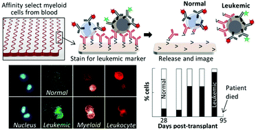 Graphical abstract: Microfluidics for the detection of minimal residual disease in acute myeloid leukemia patients using circulating leukemic cells selected from blood