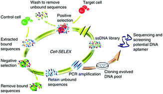 Graphical abstract: Cancer biomarker discovery using DNA aptamers