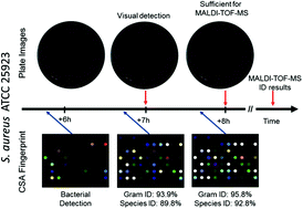 Graphical abstract: Bacterial culture detection and identification in blood agar plates with an optoelectronic nose
