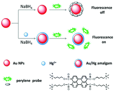 Graphical abstract: Fluorescence turn-on detection of mercury ions based on the controlled adsorption of a perylene probe onto the gold nanoparticles