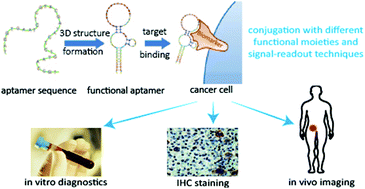 Graphical abstract: Aptamers: versatile molecular recognition probes for cancer detection
