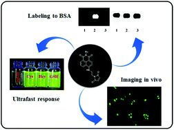 Graphical abstract: An ultrafast turn-on thiol probe for protein labeling and bioimaging