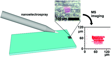 Graphical abstract: Lateral resolution of desorption nanoelectrospray: a nanospray tip without nebulizing gas as a source of primary charged droplets
