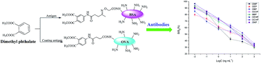 Graphical abstract: Synthesis of an artificial antigen and preparation of a polyclonal antibody for the sensitive determination of phthalate esters by enzyme-linked immunoassay