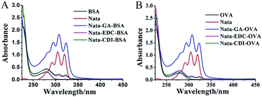 Graphical abstract: Development of an enzyme-linked immunosorbent assay (ELISA) for natamycin residues in foods based on a specific monoclonal antibody
