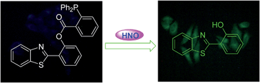 Graphical abstract: An ESIPT-based ratiometric fluorescent probe for the imaging of nitroxyl in living cells