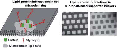Graphical abstract: A review of traditional and emerging methods to characterize lipid–protein interactions in biological membranes