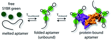 Graphical abstract: Quantifying aptamer–protein binding via thermofluorimetric analysis