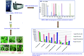 Graphical abstract: A rapid and highly sensitive method for simultaneous determination of bioactive constituents in leaf extracts of six Ocimum species using ultra high performance liquid chromatography-hybrid linear ion trap triple quadrupole mass spectrometry
