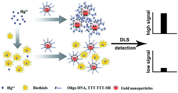 Graphical abstract: A simple and dual functional dynamic light scattering (DLS) probe for rapid detection of mercury ions and biothiols