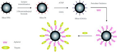 Graphical abstract: Preparation of trypsin aptamer modified silica particles by surface initiated atom transfer radical polymerization for proteome identification