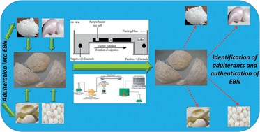 Graphical abstract: Gel electrophoretic and liquid chromatographic methods for the identification and authentication of cave and house edible bird's nests from common adulterants