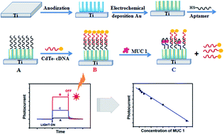 Graphical abstract: A photoelectrochemical aptasensor for mucin 1 based on DNA/aptamer linking of quantum dots and TiO2 nanotube arrays