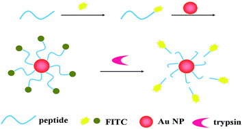 Graphical abstract: Highly sensitive fluorescence detection of trypsin based on gold nanoparticle probes