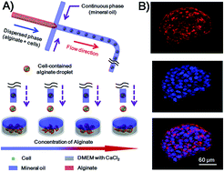 Graphical abstract: Geometrically controlled preparation of various cell aggregates by droplet-based microfluidics