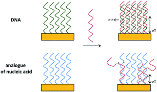 Graphical abstract: Application of nucleic acid analogues as receptor layers for biosensors