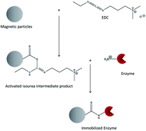 Graphical abstract: Optimization of enzyme immobilization on magnetic microparticles using 1-ethyl-3-(3-dimethylaminopropyl)carbodiimide (EDC) as a crosslinking agent