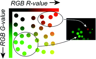 Graphical abstract: Two-channel image analysis method for the screening of OBOC libraries