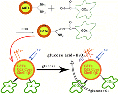 Graphical abstract: Fluorescent glucose sensing using CdTe/CdS quantum dots–glucose oxidase complex