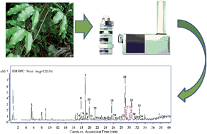 Graphical abstract: Rapid detection and characterization of the major chemical constituents in Akebia quinata by high performance liquid chromatography coupled to electrospray ionization and quadrupole time-of-flight mass spectrometry