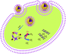 Graphical abstract: Redox-responsive supramolecular amphiphiles constructed via host–guest interactions for photodynamic therapy