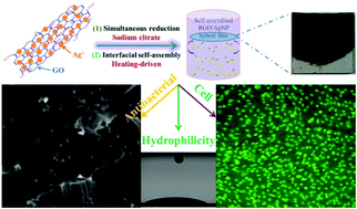 Graphical abstract: Graphene film doped with silver nanoparticles: self-assembly formation, structural characterizations, antibacterial ability, and biocompatibility