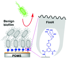 Graphical abstract: Surfaces presenting α-phenyl mannoside derivatives enable formation of stable, high coverage, non-pathogenic Escherichia coli biofilms against pathogen colonization