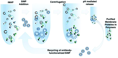 Graphical abstract: Nanoscopic leg irons: harvesting of polymer-stabilized membrane proteins with antibody-functionalized silica nanoparticles