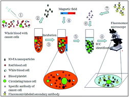 Graphical abstract: Folic acid conjugated magnetic iron oxide nanoparticles for nondestructive separation and detection of ovarian cancer cells from whole blood
