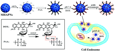 Graphical abstract: Preparation of pH-responsive mesoporous hydroxyapatite nanoparticles for intracellular controlled release of an anticancer drug