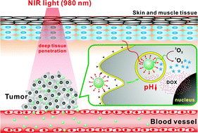 Graphical abstract: pH- and NIR light responsive nanocarriers for combination treatment of chemotherapy and photodynamic therapy