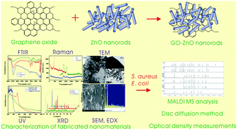 Graphical abstract: MALDI MS analysis, disk diffusion and optical density measurements for the antimicrobial effect of zinc oxide nanorods integrated in graphene oxide nanostructures