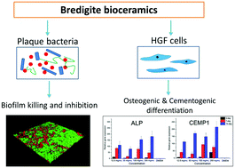 Graphical abstract: Bifunctional bioceramics stimulating osteogenic differentiation of a gingival fibroblast and inhibiting plaque biofilm formation