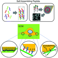 Graphical abstract: Self-assembling peptides for stem cell and tissue engineering