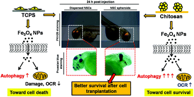 Graphical abstract: Increased cell survival of cells exposed to superparamagnetic iron oxide nanoparticles through biomaterial substrate-induced autophagy