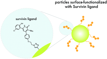 Graphical abstract: Sequestering survivin to functionalized nanoparticles: a strategy to enhance apoptosis in cancer cells