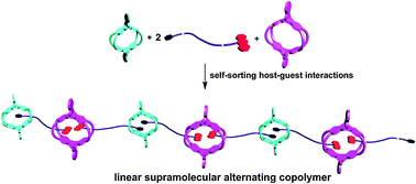 Graphical abstract: Self-sorting behavior of a four-component host–guest system and its incorporation into a linear supramolecular alternating copolymer