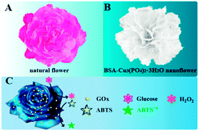 Graphical abstract: Self-assembly of an organic–inorganic hybrid nanoflower as an efficient biomimetic catalyst for self-activated tandem reactions
