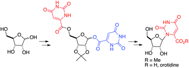 Graphical abstract: Synthesis of orotidine by intramolecular nucleosidation
