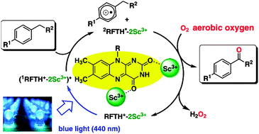 Graphical abstract: Photocatalytic benzylic C–H bond oxidation with a flavin scandium complex