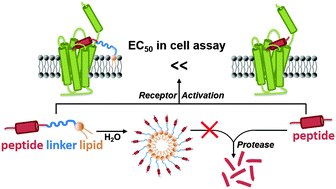 Graphical abstract: Triblock peptide–linker–lipid molecular design improves potency of peptide ligands targeting family B G protein-coupled receptors