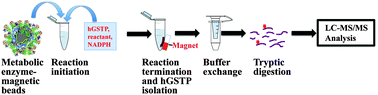 Graphical abstract: Characterizing protein modifications by reactive metabolites using magnetic bead bioreactors and LC-MS/MS