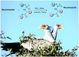 Graphical abstract: Diastereoselective synthesis of P-chirogenic phosphoramidate prodrugs of nucleoside analogues (ProTides) via copper catalysed reaction