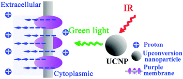 Graphical abstract: Integration of bacteriorhodopsin with upconversion nanoparticles for NIR-triggered photoelectrical response