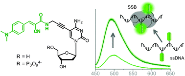 Graphical abstract: Polymerase synthesis of DNA labelled with benzylidene cyanoacetamide-based fluorescent molecular rotors: fluorescent light-up probes for DNA-binding proteins