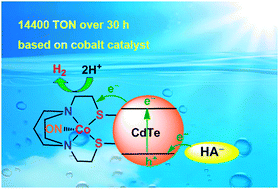 Graphical abstract: Photochemical hydrogen production from water catalyzed by CdTe quantum dots/molecular cobalt catalyst hybrid systems